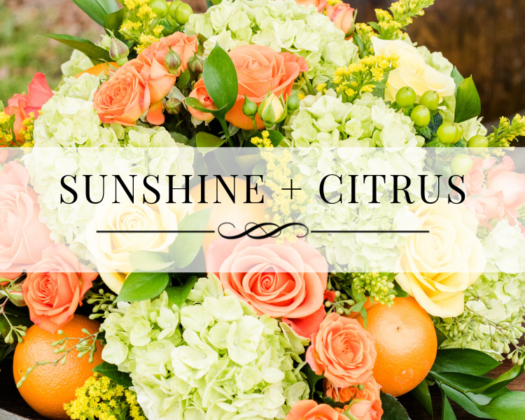 Sunshine and Citrus Portfolio Gallery