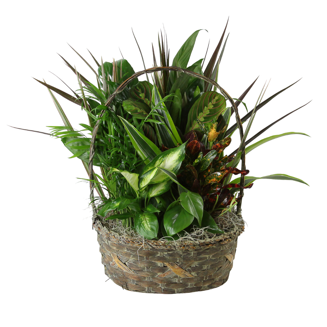 Basket Garden 12"