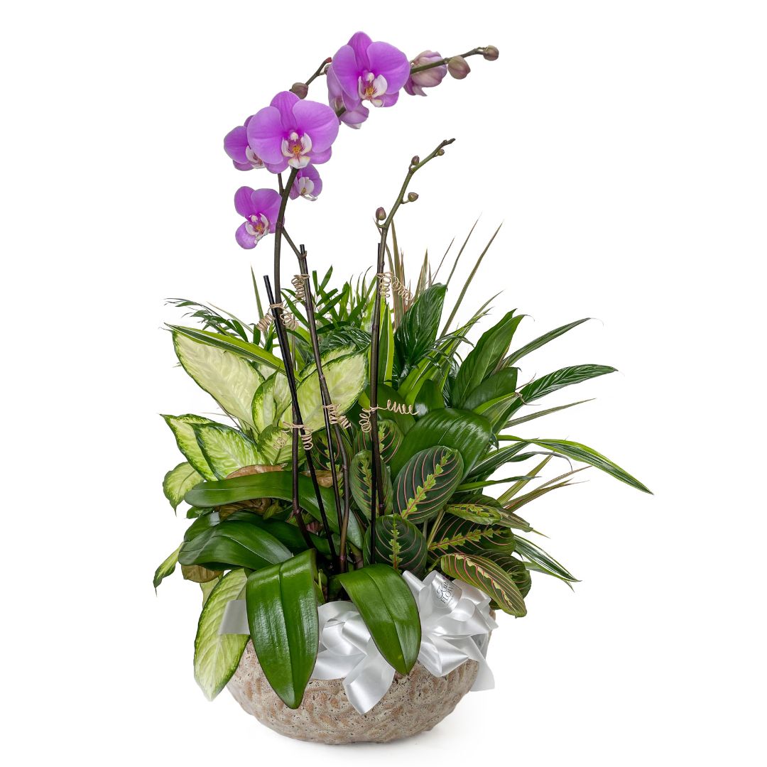 Orchid Dish Garden