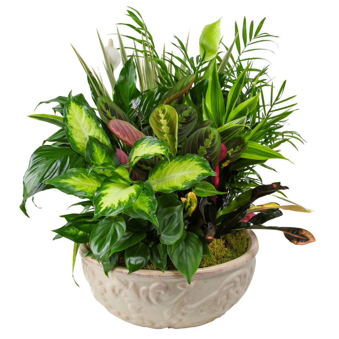Dish Garden 12"