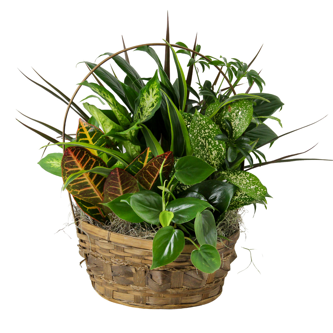 Basket Garden 10"