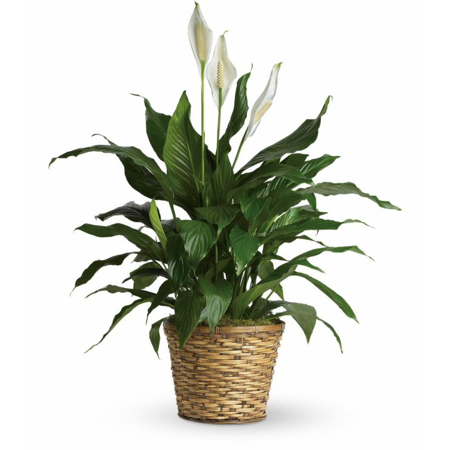 Peace Lily 10"
