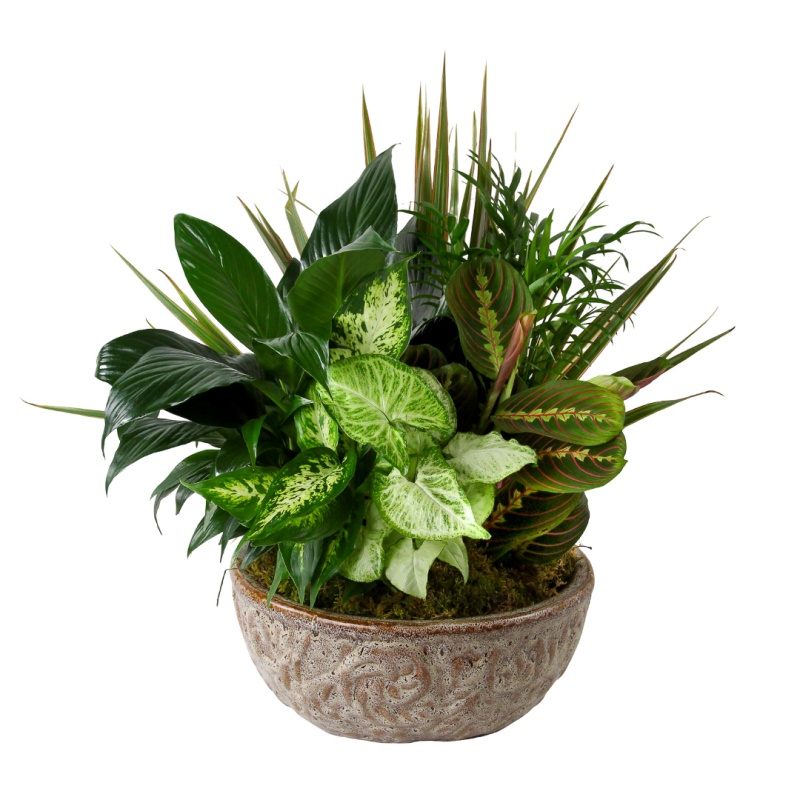 Sympathy Dish Garden 8"