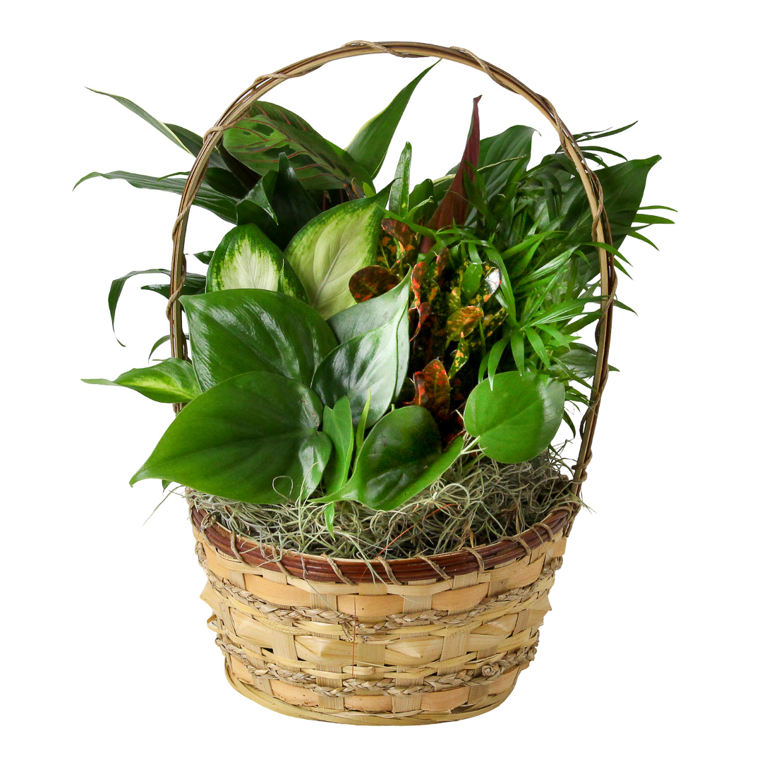 Basket Garden 8"