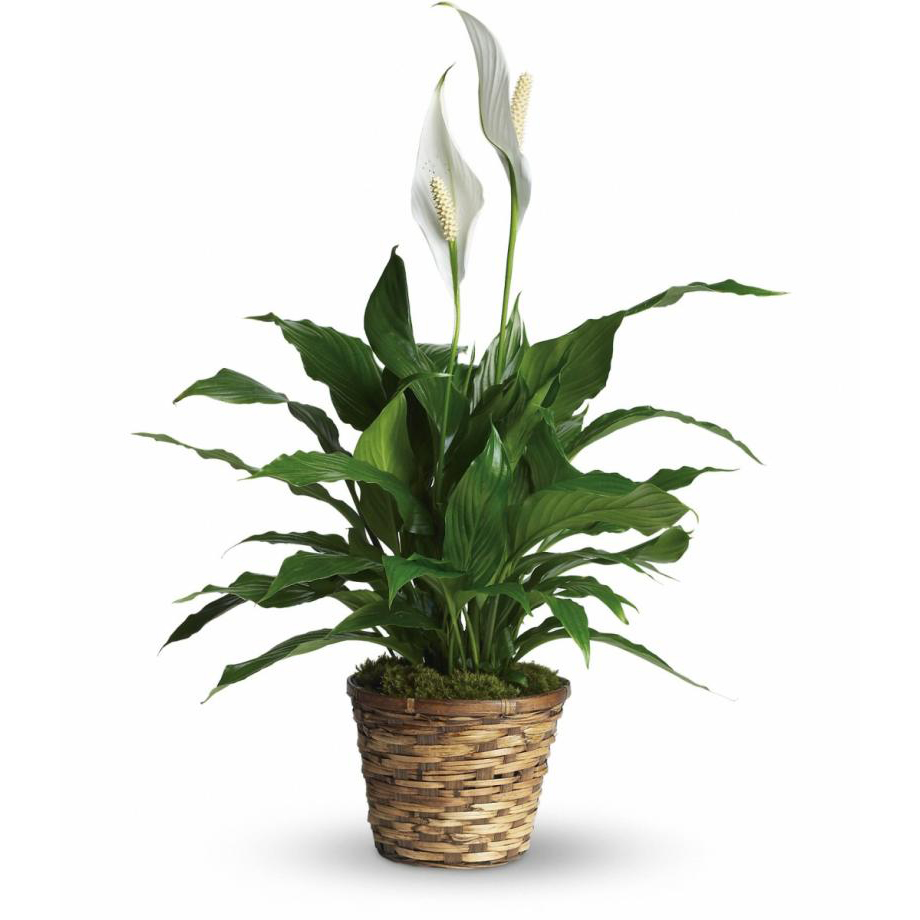 Peace Lily 8"