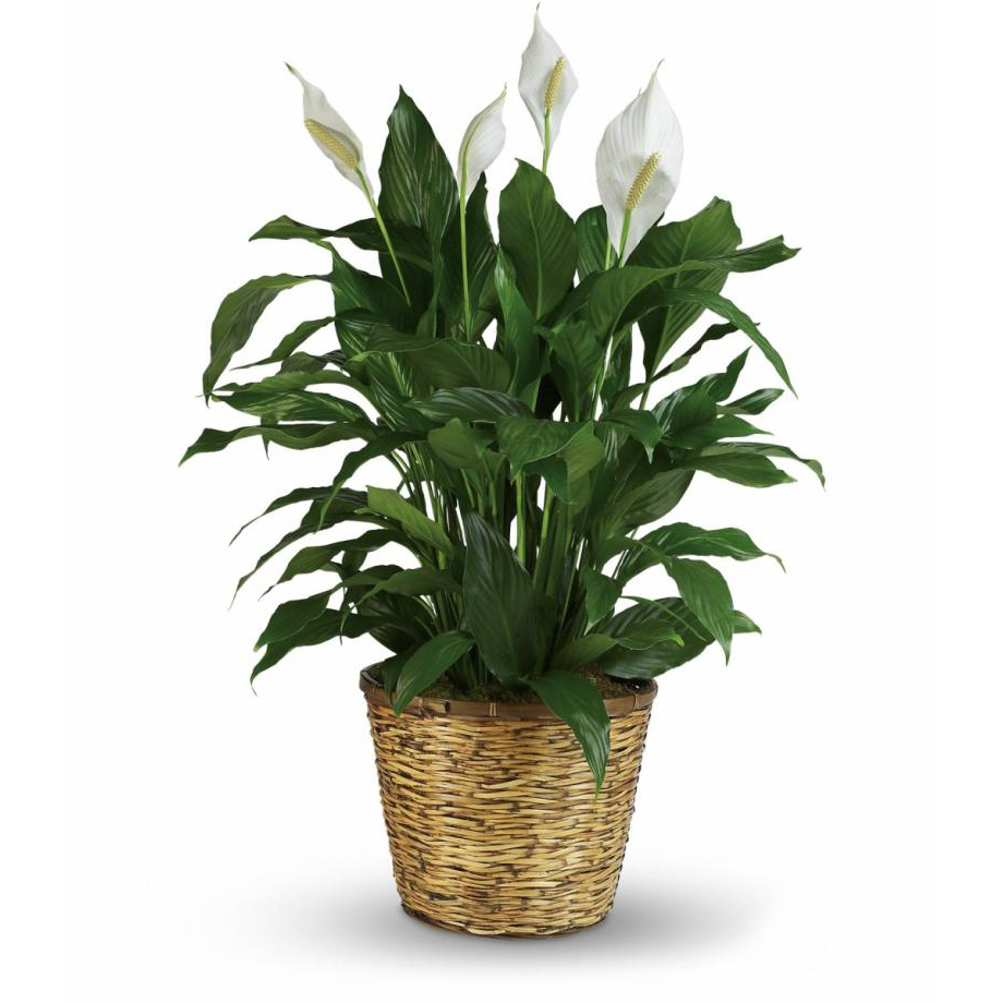 Peace Lily 12"