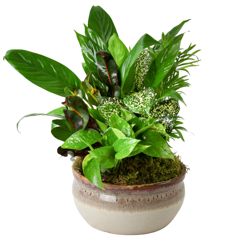 Sympathy Dish Garden 10"