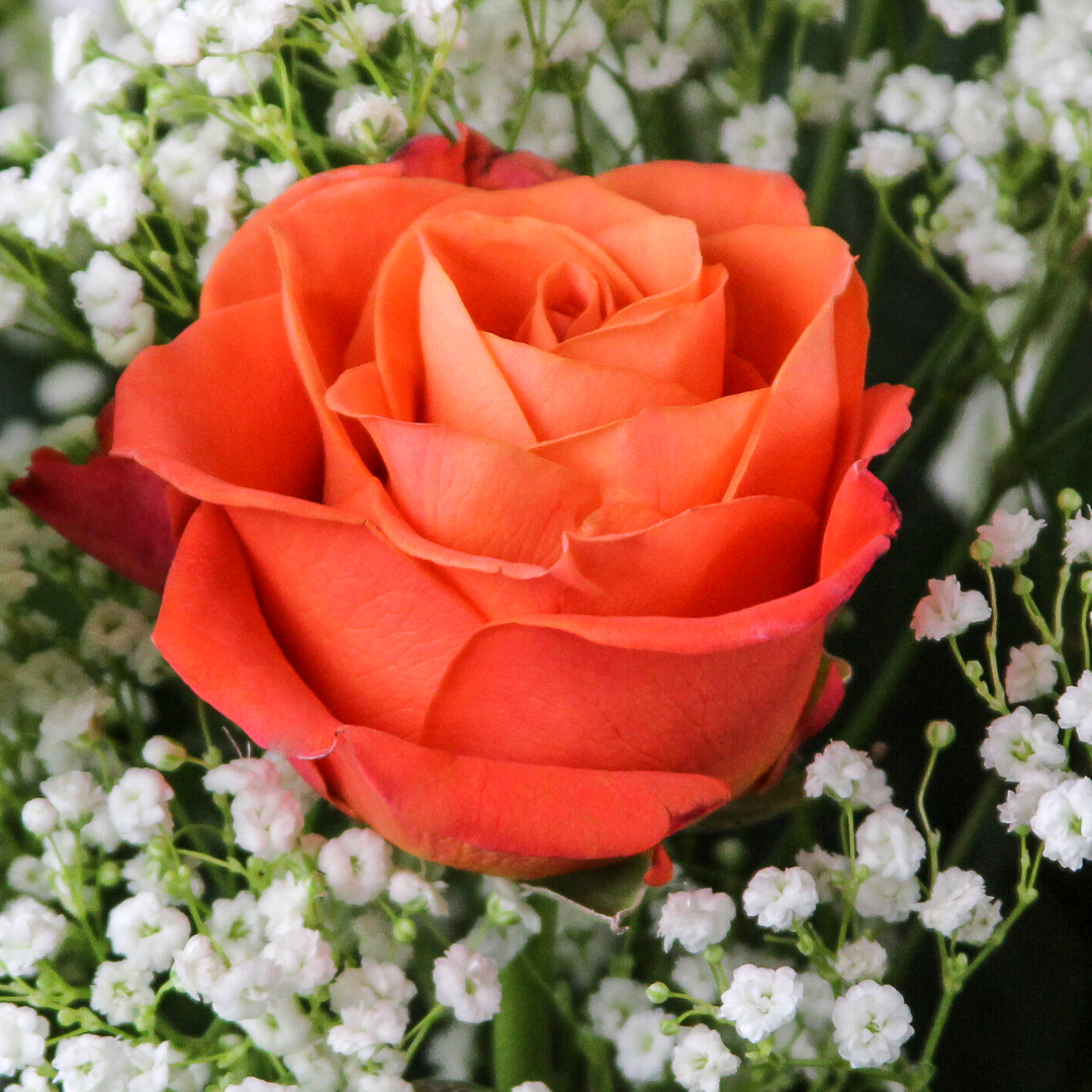 1 Dozen Roses Orange - Image 2