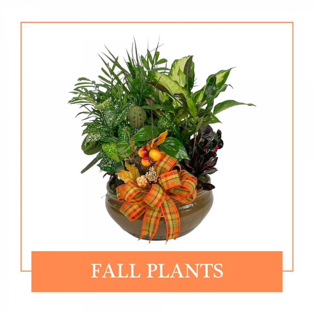 Fall Plants