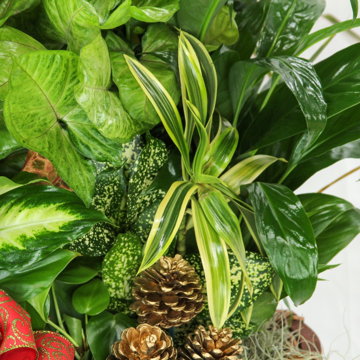 Holiday Greetings - Image 3